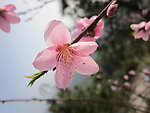 一枝桃花