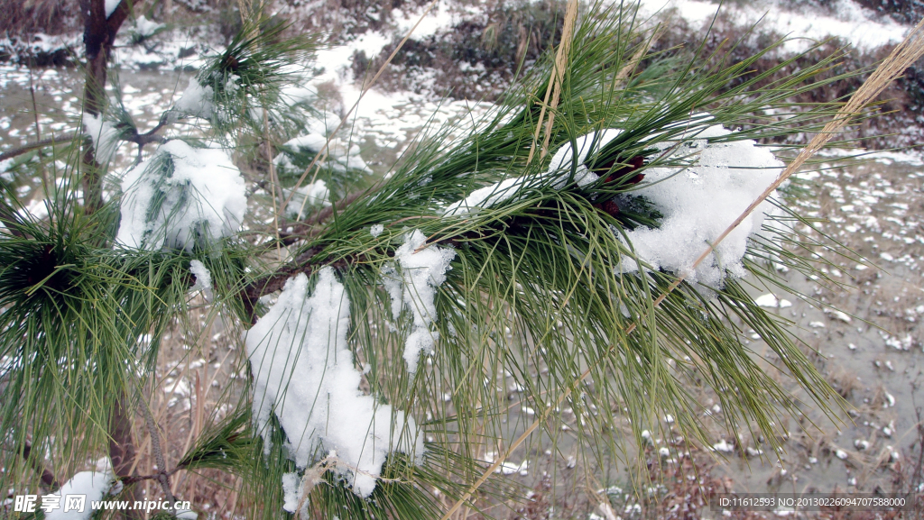 雪松