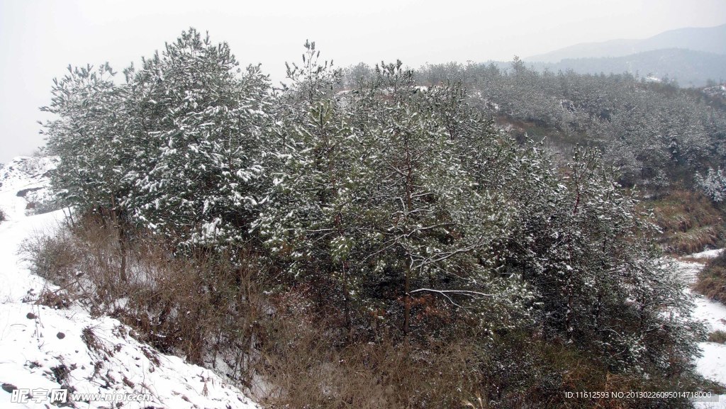 雪松