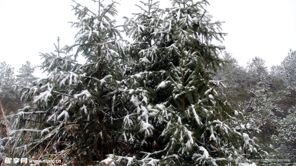 雪松