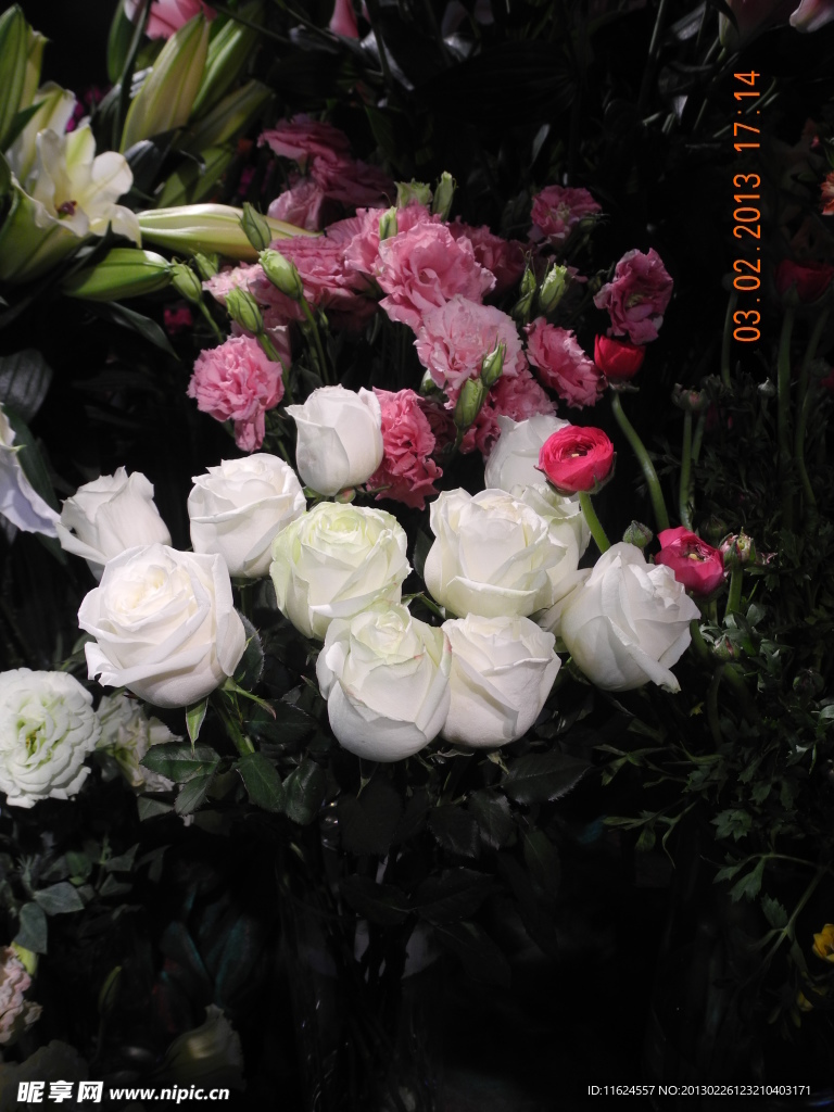 玫瑰花