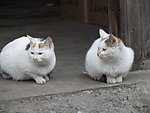 一对猫