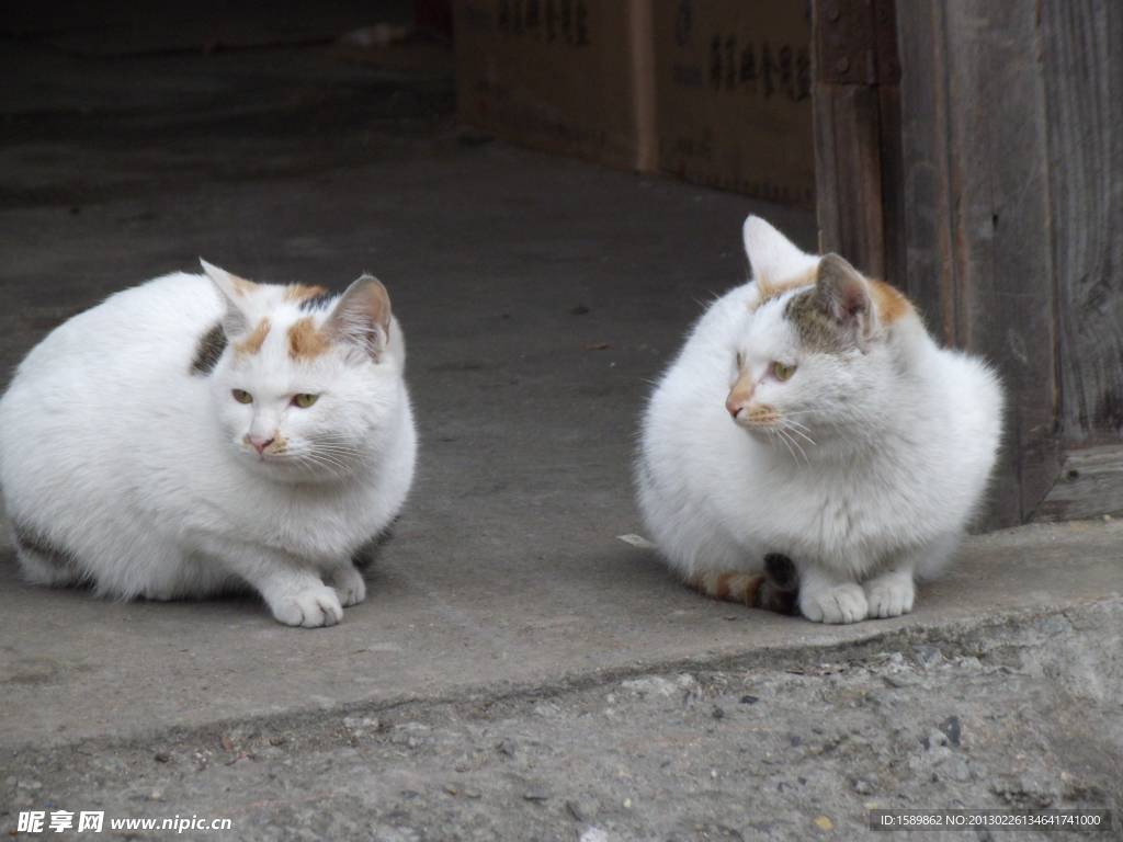 一对猫