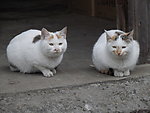 一对猫
