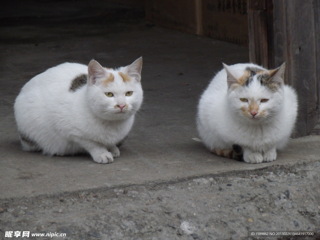 一对猫