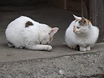 一对猫