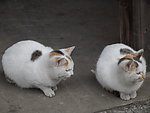 一对猫