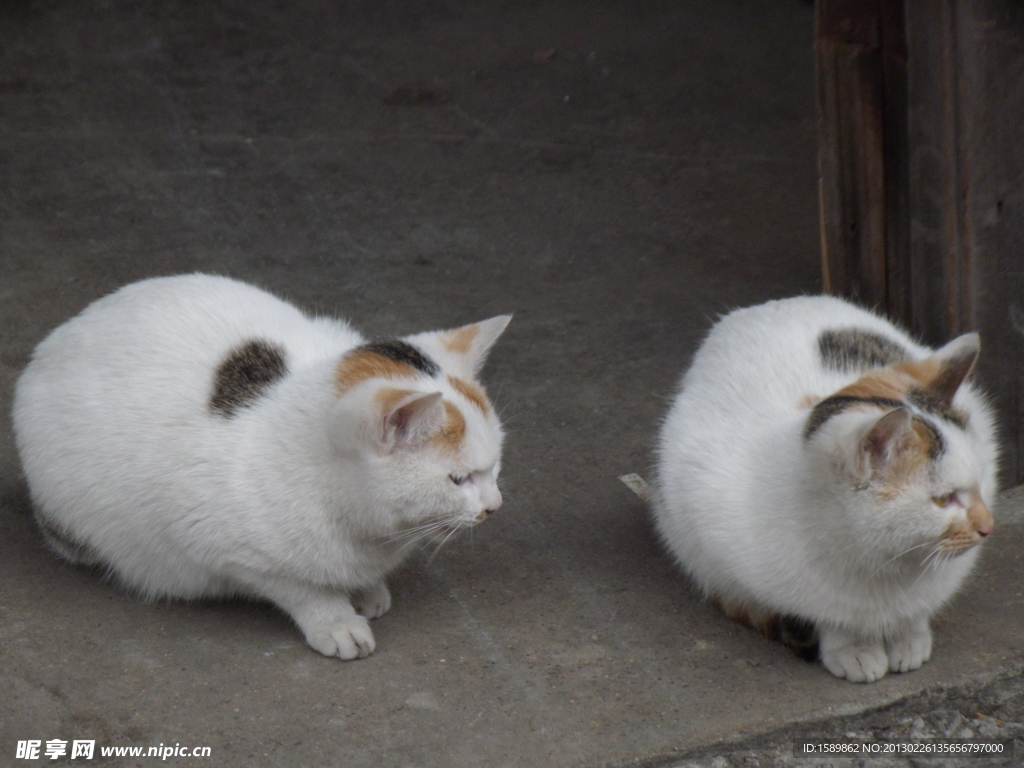 一对猫