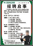 常青树招聘广告A4