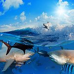 海浪鲨鱼