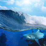 海浪鲨鱼
