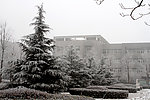 雪中雪松