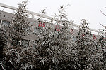 雪中竹子