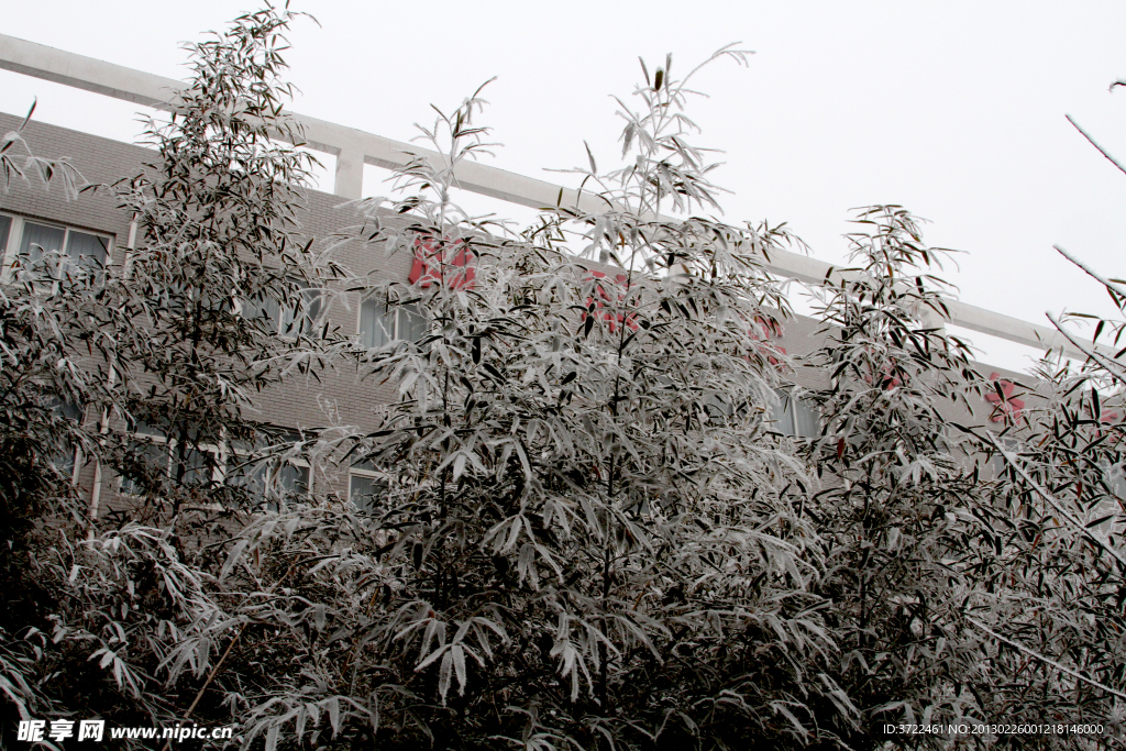 雪中竹子