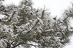 松树傲雪