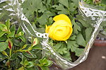 花毛茛