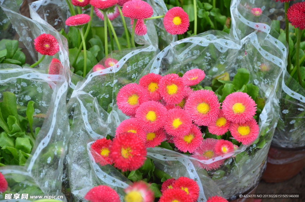 雏菊