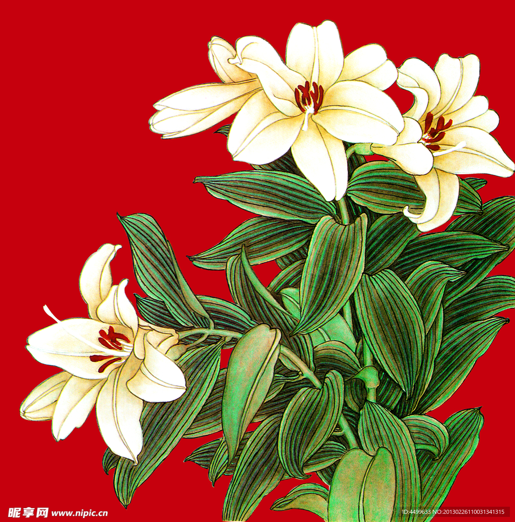 百合花