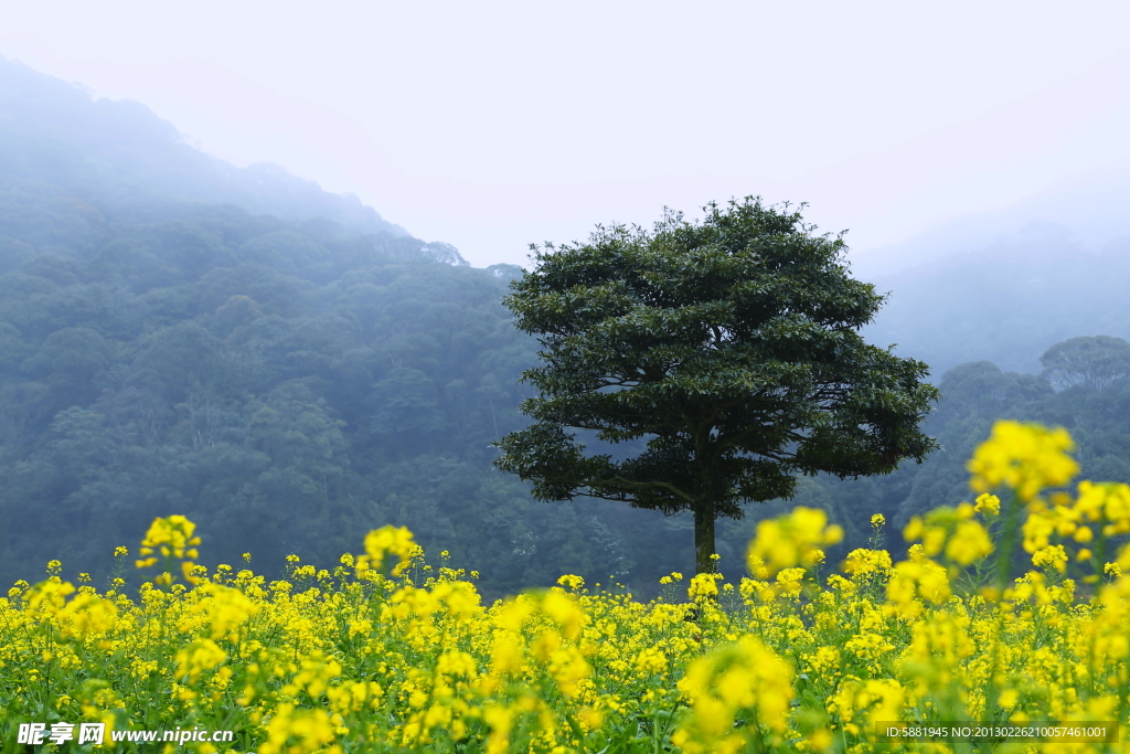 山水油菜花田