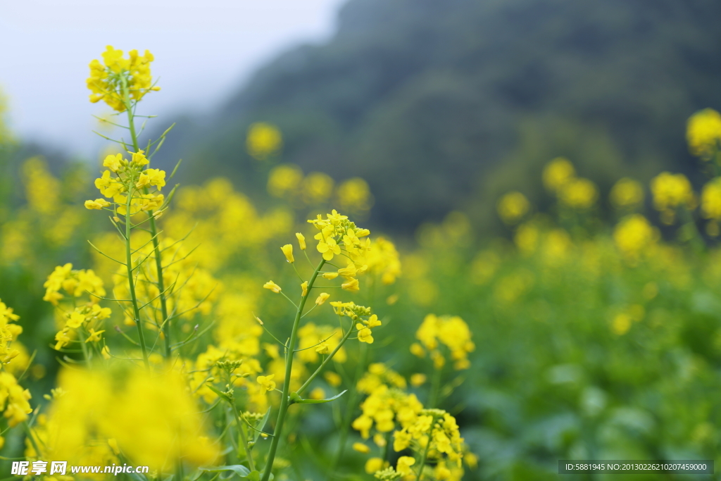 山水油菜花