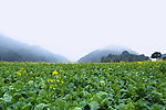 山水油菜花田