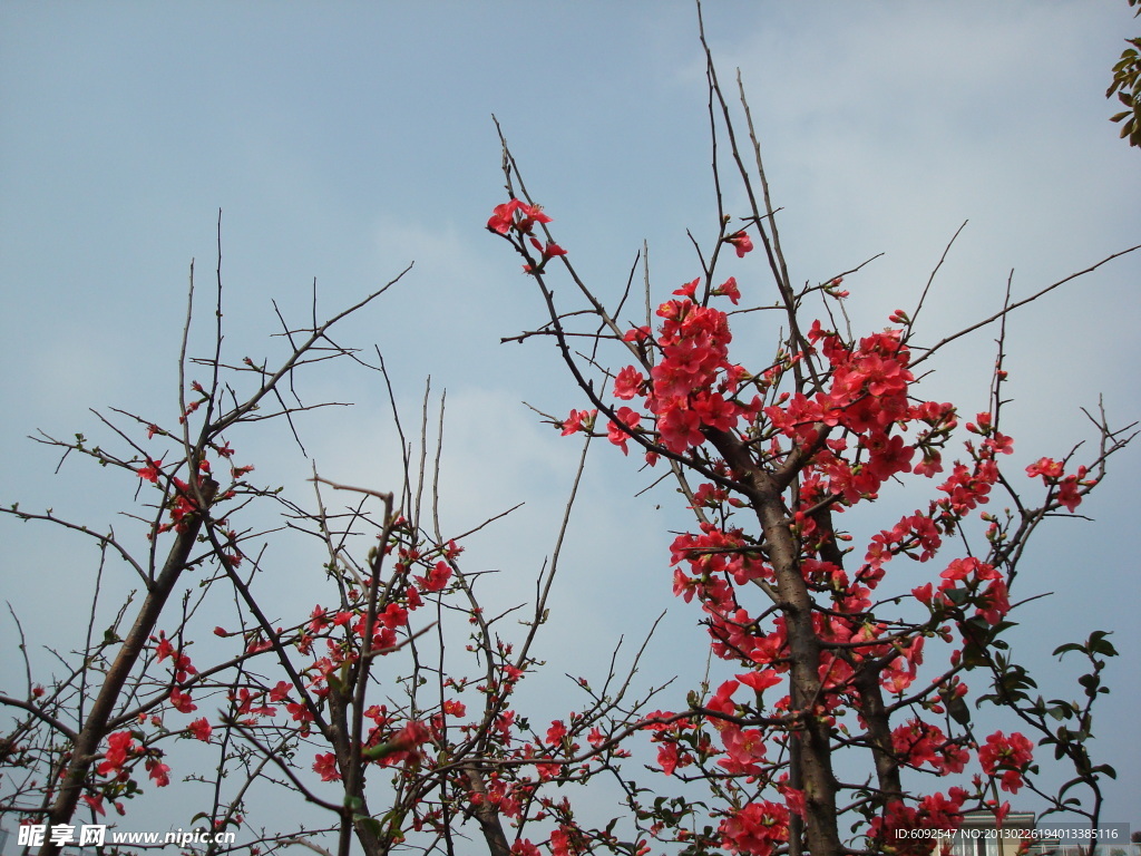 海棠花