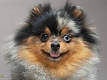 宠物狗