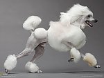 贵宾犬