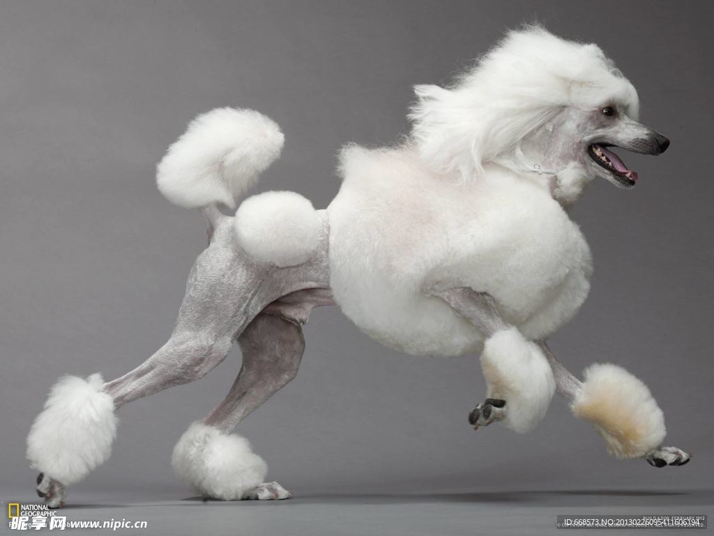 贵宾犬