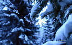 雪松