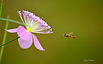 鲜花和蜜蜂