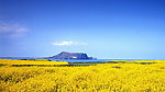油菜花海