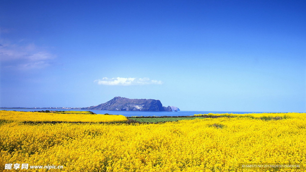 油菜花海