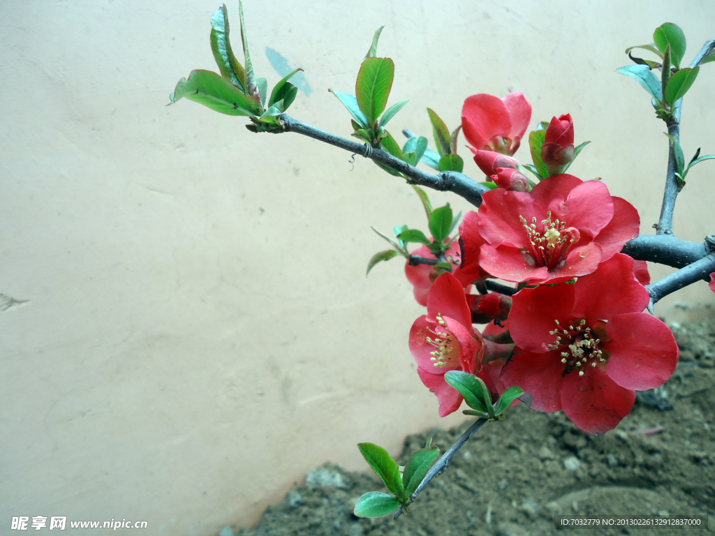 大红海棠花