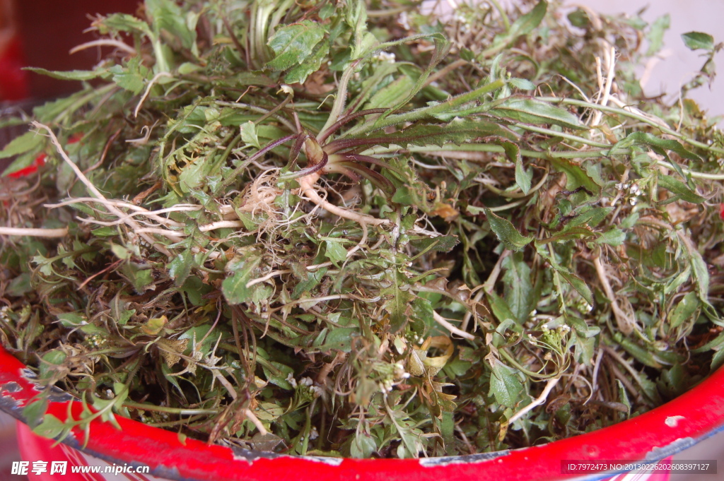 地菜