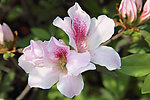 杜鹃花