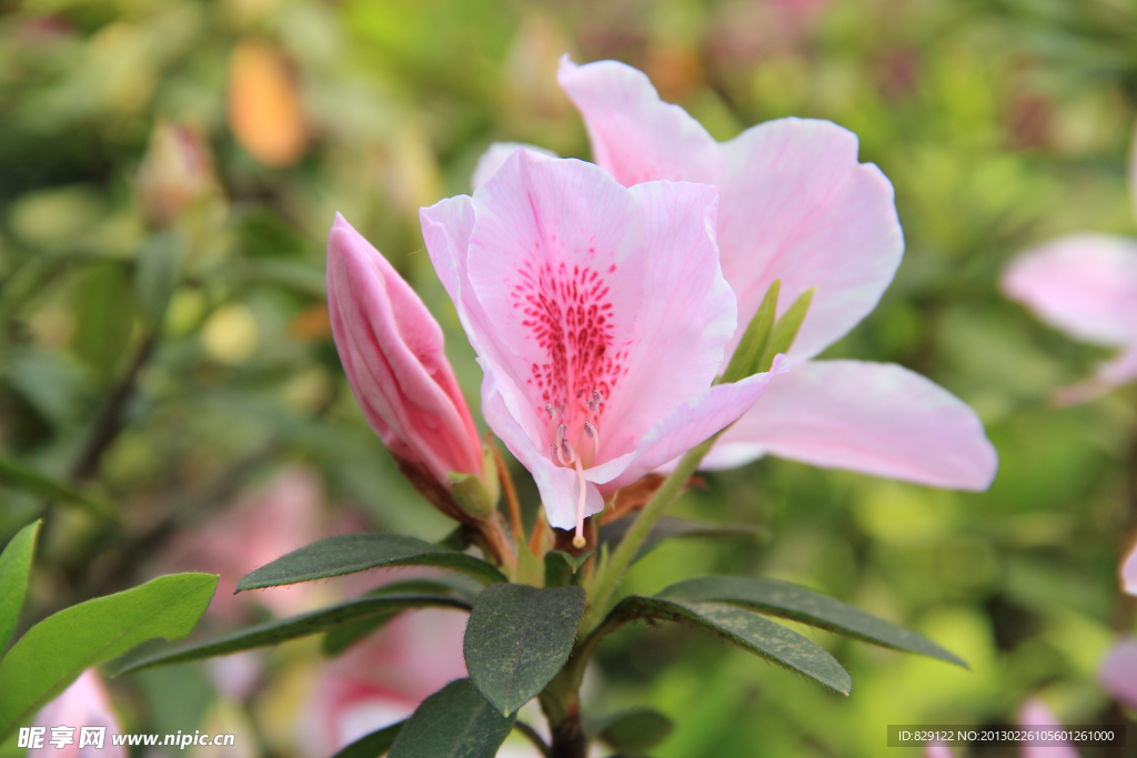 杜鹃花