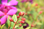 花卉花苞