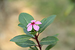 长春花