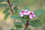 长春花