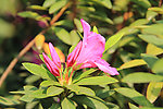 杜鹃花