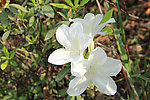 杜鹃花