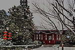 公园的冬天