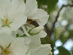 蜜蜂采蜜