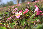 格桑花