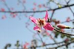 格桑花