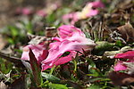 格桑花