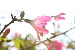 格桑花