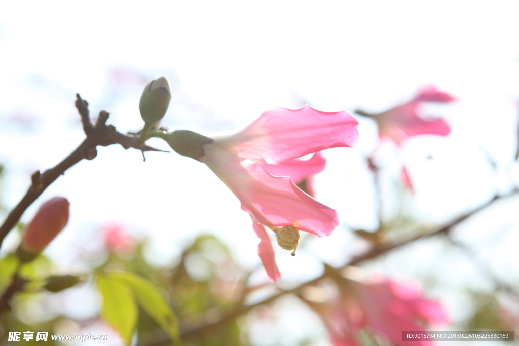 格桑花