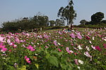 格桑花